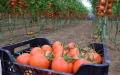 Madrid Refuses to Abandon Morocco, 11,000 Spanish Farmers Say They Are Paying the Price