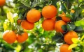 Mandarins: Morocco signs one of the strongest increases in Russia
