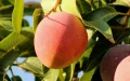 Mangoes from Mali, banned in Europe, massively invade Morocco