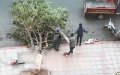Marrakech Residents Outraged as Trees Illegally Removed Amid Rising Temperatures