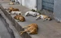 Marrakech Struggles with Stray Dog Problem Despite Millions in Government Funding