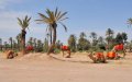 Marrakech's Ancient Palm Oasis Threatened by Urban Growth and Tourism