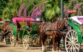 Marrakech's Tourism Slump Leaves Carriage Horses and Families in Crisis