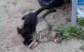 Mass Poisoning of Stray Cats in Casablanca Shocks Animal Advocates