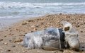 Massive Cannabis Haul Washes Ashore on Moroccan Beach, 3 Arrested