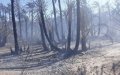 Massive Fire Destroys 20 Hectares of Palm Trees in Zagora Oasis Amid Heatwave