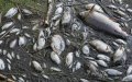 Massive Fish Die-Off in Morocco's Moulouya River Sparks Environmental Investigation