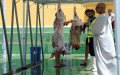 Melilla Muslims Heed Moroccan King's Call to Forgo Eid Sheep Sacrifice