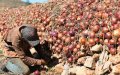 Merchant Arrested for Burning 59 Tons of Onions in Alleged Price Manipulation Scheme