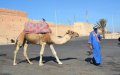 MERS Coronavirus: First Confirmed Case of Direct Dromedary-to-Human Transmission in Saudi Arabia