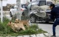 Moroccan Animal Rights Groups Protest Violent Stray Dog Control Methods