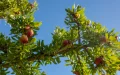 The Moroccan argan tree finally reveals all the secrets of its DNA!