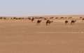 Moroccan Attack in Western Sahara Reportedly Kills Two Mauritanian Civilians