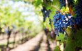 Moroccan Auditors Warn of Health Risks from Widespread Pesticide Use