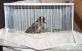 Moroccan Authorities Foil Smuggling of 720 Protected Goldfinches in Produce Truck