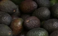 The Moroccan Avocado Breaks All Records