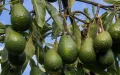 Moroccan avocado crisis: 50% production drop explained
