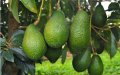 Moroccan Avocado Industry Refutes Spanish Farmers' Claims Amid EU Market Tensions