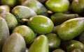 Moroccan avocado producers block exports