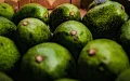 The Moroccan Avocado, this "Ferrari" that makes Spanish producers tremble