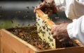 Moroccan Bee Crisis: Colony Collapse Threatens Honey Industry