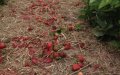 Moroccan Berry Crops Hit Hard: Storms Destroy 20% of Export Production