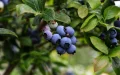 Moroccan Blueberries Caught Between Weather and Spain