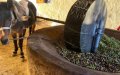 Moroccan-Born Vendée Resident Revives Family Olive Grove for Organic Oil Import