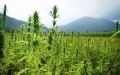 Moroccan Cannabis Loses Ground to North American Competition