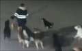 Moroccan Child Mauled by Stray Dogs Shows Signs of Recovery in Casablanca Hospital