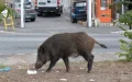 Moroccan Cities Face Growing Wild Boar Invasion, Residents Warn