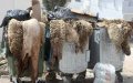 Moroccan Cities Grapple with Eid al-Adha Waste Management Challenges