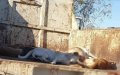 Moroccan City Defies Ban, Kills Stray Dogs Despite National Sterilization Plan
