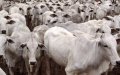 Moroccan Consumers Shun Brazilian Beef Amid Import Controversy