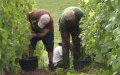 Moroccan Couple Near Montpellier Sentenced for Labor Exploitation and Immigration Offenses