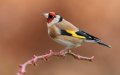 Moroccan Customs Seize 1,680 Endangered Goldfinches in Smuggling Bust