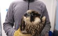 Moroccan Customs Seize 26 Smuggled Falcons at Casablanca Airport