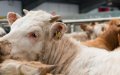 Moroccan Cattle Importers Seek Refunds After French Supplier Fails to Deliver