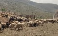 Moroccan Eid Cancellation Deals Blow to Spanish Sheep Farmers