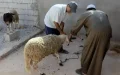 Moroccan Entrepreneur Attempts Sheep Sacrifice at Royal Palace, Seeking King's Aid