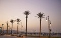 Moroccan Environmentalists Petition Against Urban Palm Tree Planting