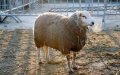 Moroccan Families Face Financial Strain to Uphold Eid al-Adha Sheep Tradition