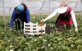 Moroccan Farm Workers Arrive in Spain for Harvest Season Amid COVID-19 Protocols