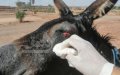Moroccan Farmer Accused of Brutally Maiming Donkey in Crop Dispute