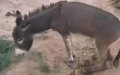 Moroccan Farmer Faces Trial for Brutal Donkey Mutilation, Sparks Outrage