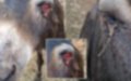 Moroccan Farmer Faces Lawsuit After Blinding Donkey in Brutal Attack