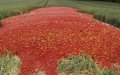 Moroccan Farmers Destroy Vegetable Crops Amid Plummeting Demand
