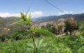 Moroccan Farmers Push to Revive Traditional Cannabis Strain Amid Legalization