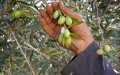 Moroccan Farmers Turn to Spanish Olive Varieties Amid Drought Crisis