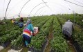 Moroccan Farmworkers in Spain Face COVID-19 Risks Amid Harvest Season
